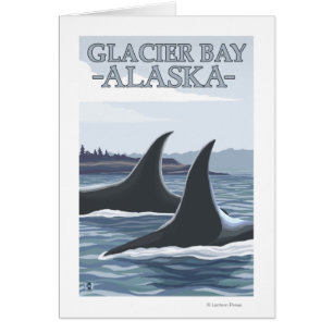 Orca Whales #1 - Glacier Bay, Alaska