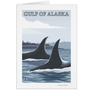 Orca Whales #1 - Golf von Alaska