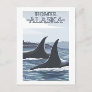 Orca Whales #1 - Homer, Alaska Postkarte