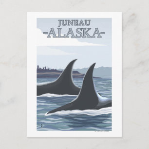 Orca Whales #1 - Juneau, Alaska Postkarte