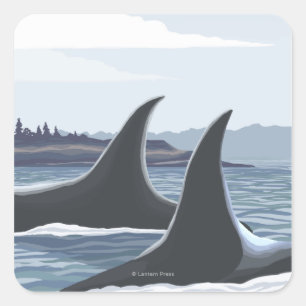 Orca Whales #1 - Ketchikan, Alaska Quadratischer Aufkleber