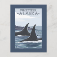 Orca Whales #1 - Whittier, Alaska