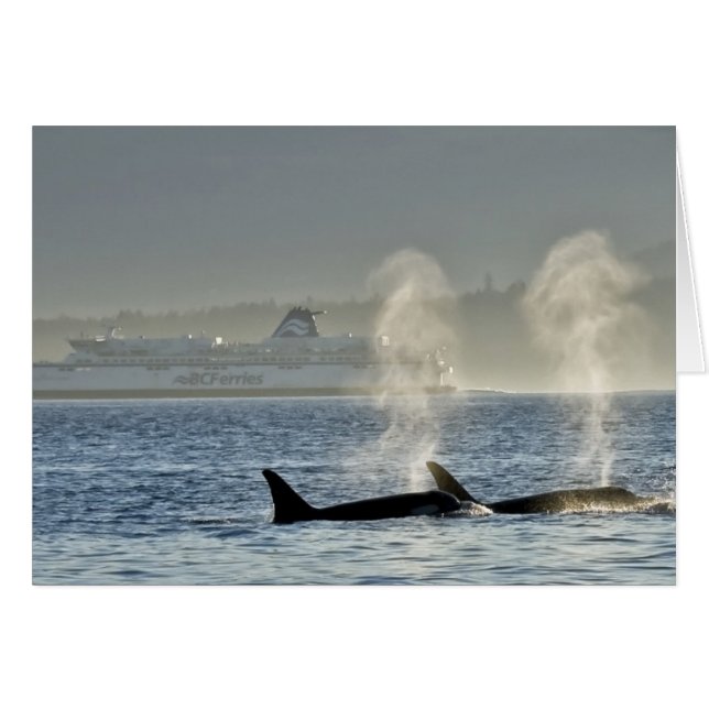 Orca Whales' Atem (Vorderseite (Horizontal))