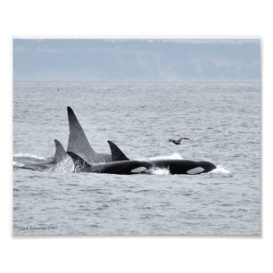 Orca Whales! Fotodruck