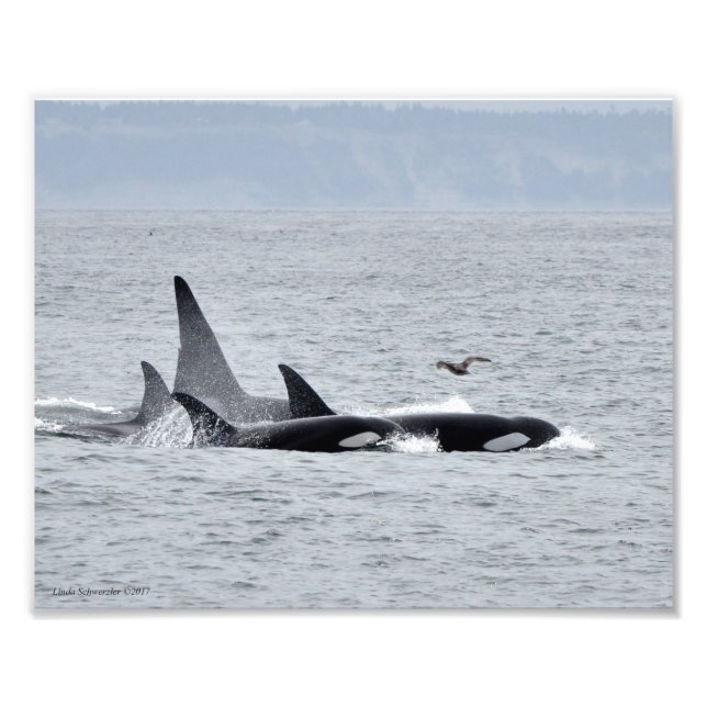 Orca Whales! Fotodruck (Vorne)