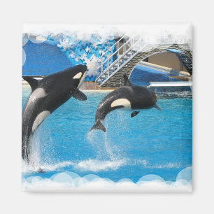 Orca Whales Magnet