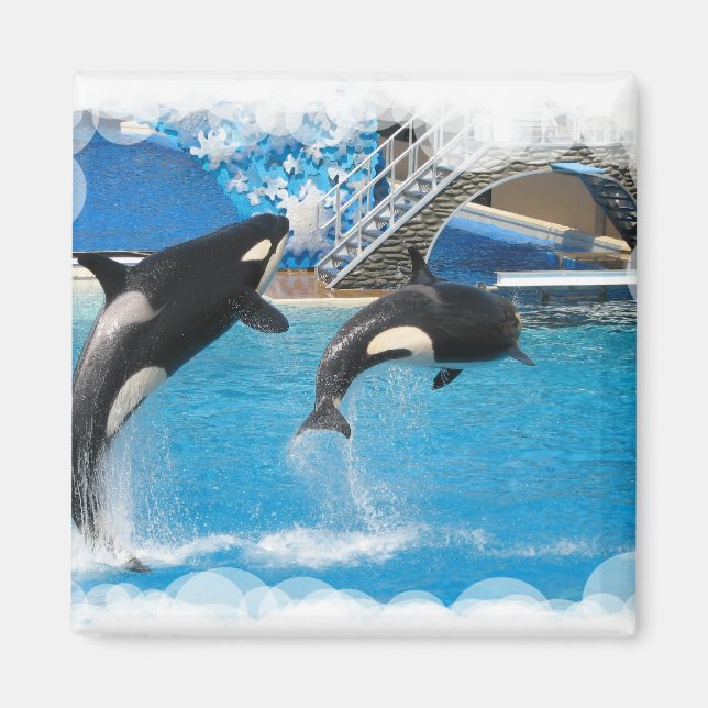 Orca Whales Magnet (Vorne)