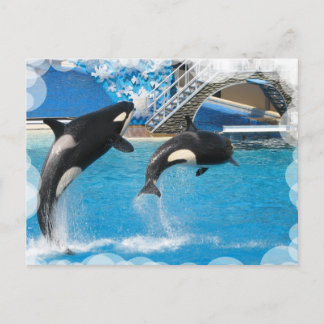 Orca Whales Postcard Postkarte