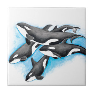 Orcas in blau fliese