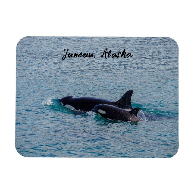 Orcas - Juneau, Alaska - ReiseSouvenir Magnet (Horizontal)
