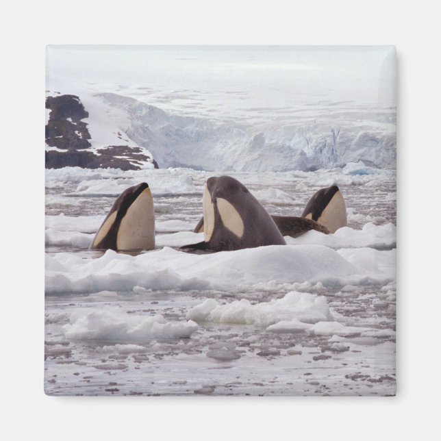 Orcas Spyhopping Magnet (Vorne)