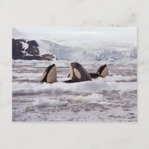 Orcas Spyhopping Postcard Postkarte