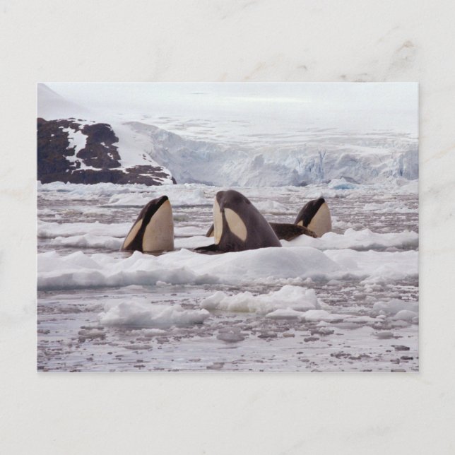 Orcas Spyhopping Postcard Postkarte (Vorderseite)
