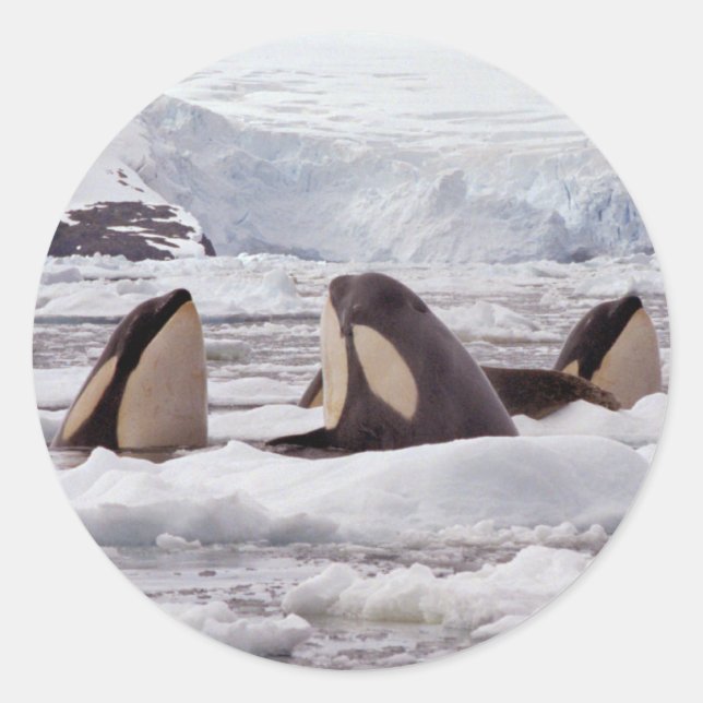 Orcas Spyhopping Sticker (Vorderseite)