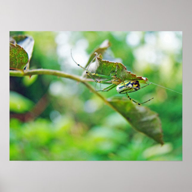 Orchard Orbweaver Spider - Leucauge venusta Poster (Vorne)