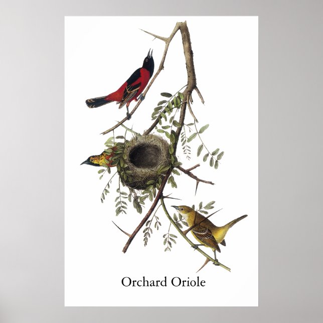 Orchard Oriole - John James Audubon Poster (Vorne)