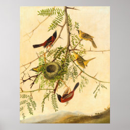 Orchard Oriole - Joseph Kidd Poster