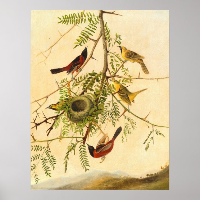 Orchard Oriole - Joseph Kidd Poster (Vorne)