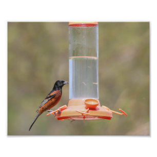 Orchard Oriole Männliche am Feeder Fotodruck