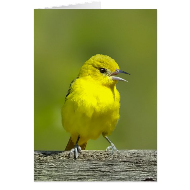 Orchard Oriole - Original Foto (Vorne)