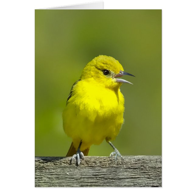 Orchard Oriole - Original Foto (Vorne)