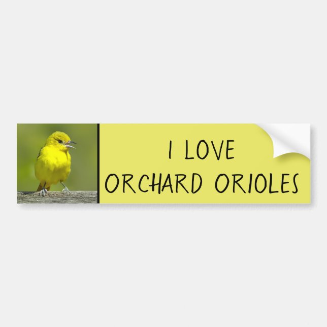 Orchard Oriole - Original Foto Autoaufkleber (Vorne)
