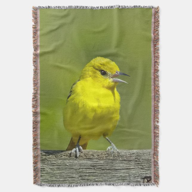 Orchard Oriole - Original Foto Decke (Vorderseite Vertikal)