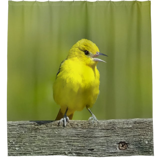 Orchard Oriole - Original Foto Duschvorhang (Vorderseite)