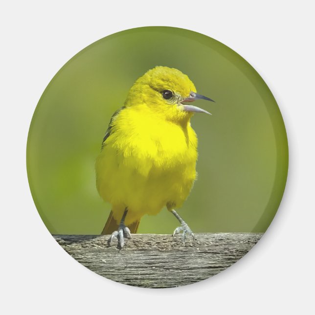 Orchard Oriole - Original Foto Magnet (Vorne)