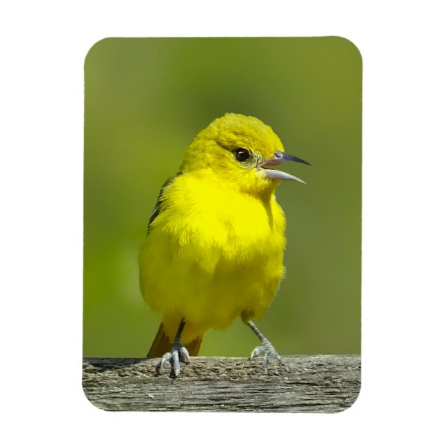 Orchard Oriole - Original Foto Magnet (Vertikal)