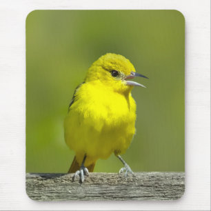 Orchard Oriole - Original Foto Mousepad