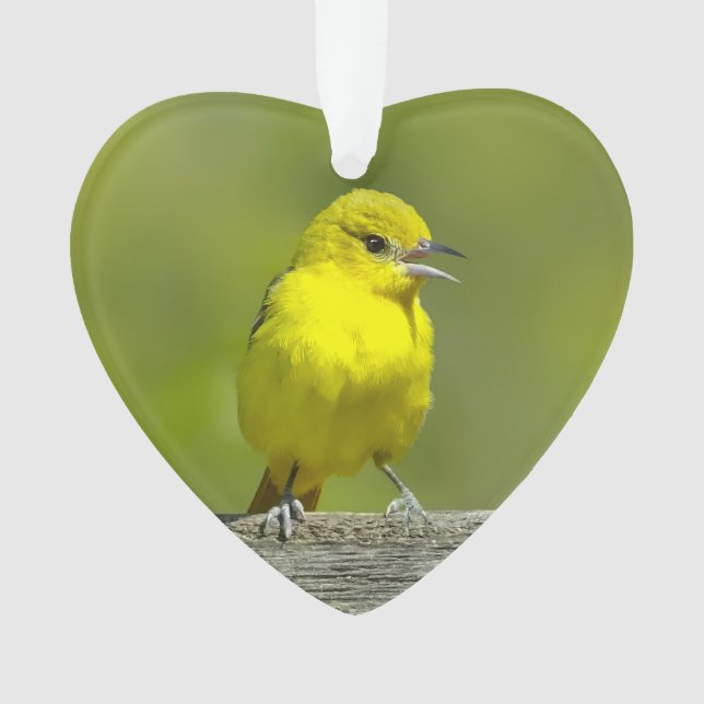 Orchard Oriole - Original Foto Ornament (Vorderseite)