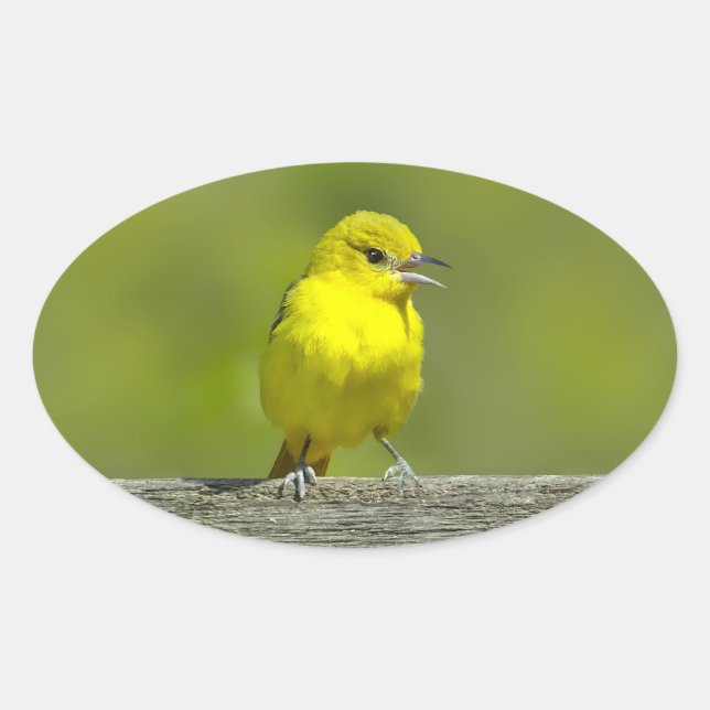 Orchard Oriole - Original Foto Ovaler Aufkleber (Vorderseite)