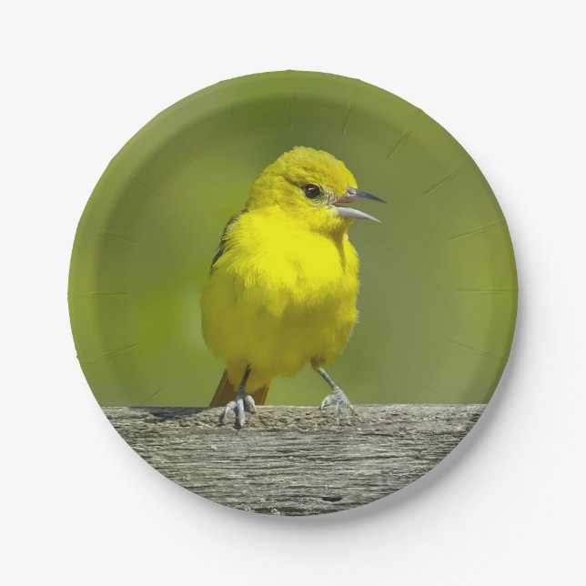 Orchard Oriole - Original Foto Pappteller (Vorderseite)