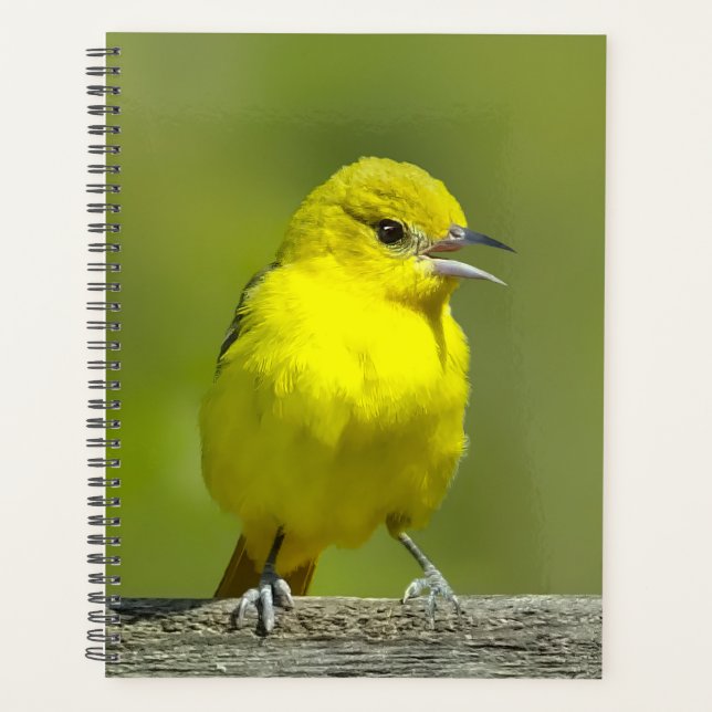 Orchard Oriole - Original Foto Planer (Vorderseite)