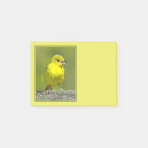 Orchard Oriole - Original Foto Post-it Klebezettel