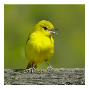 Orchard Oriole - Original Foto Poster