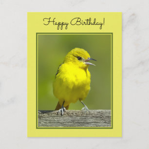 Orchard Oriole - Original Foto Postkarte