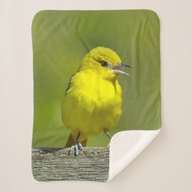 Orchard Oriole - Original Foto Sherpadecke (Vorderseite)