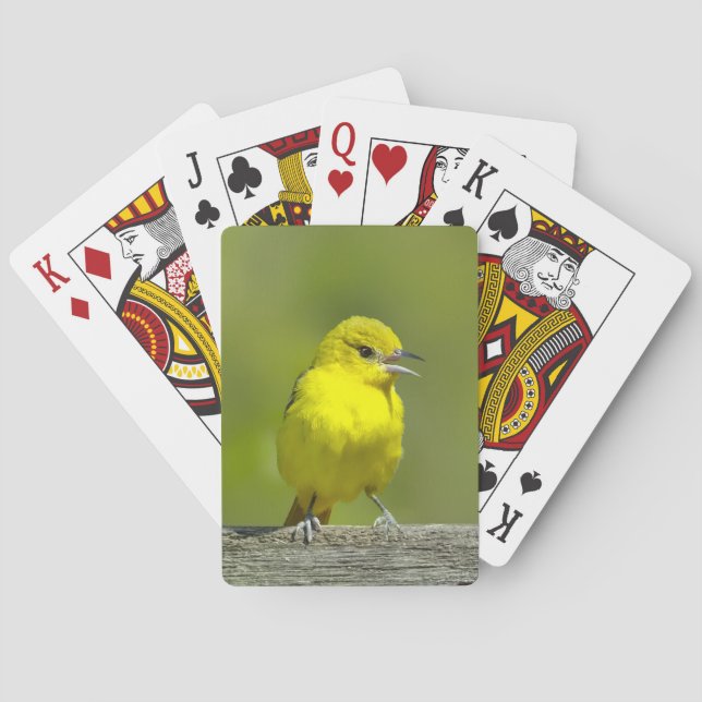 Orchard Oriole - Original Foto Spielkarten (Rückseite)