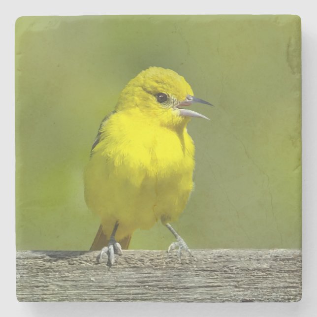 Orchard Oriole - Original Foto Steinuntersetzer (Vorderseite)