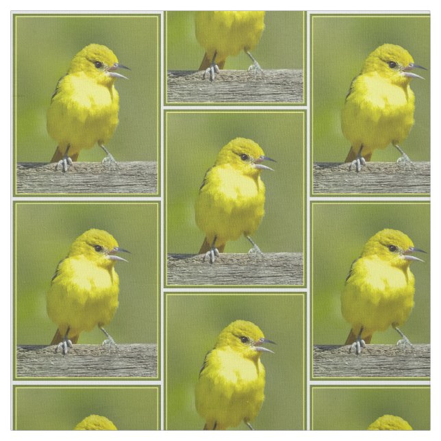 Orchard Oriole - Original Foto Stoff (Muster)