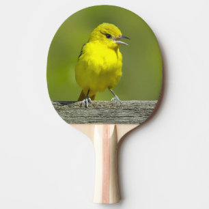 Orchard Oriole - Original Foto Tischtennis Schläger