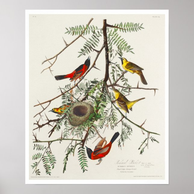Orchard Oriole von Audubon Poster (Vorne)