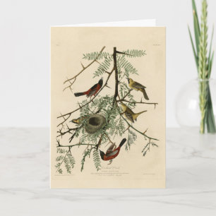 Orchard Oriole von Audubons Vögeln von Amerika Karte