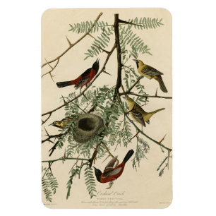 Orchard Oriole von Audubons Vögeln von Amerika Magnet