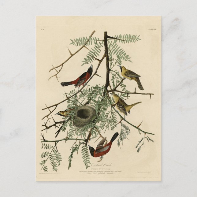Orchard Oriole von Audubons Vögeln von Amerika Postkarte (Vorderseite)