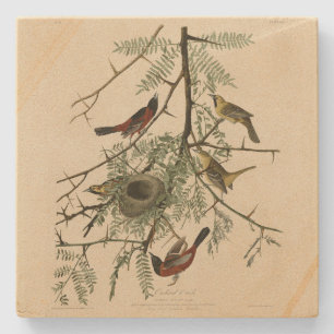 Orchard Oriole von Audubons Vögeln von Amerika Steinuntersetzer