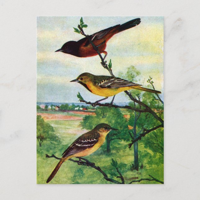 Orchard Orioles Vintage Malerei Postkarte (Vorderseite)