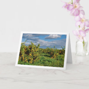 Orchard, Valencia, Spanien Karte